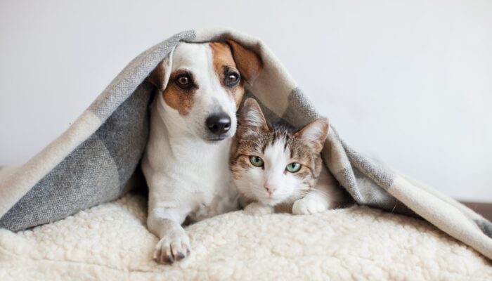 Dog and Cat in Blanket